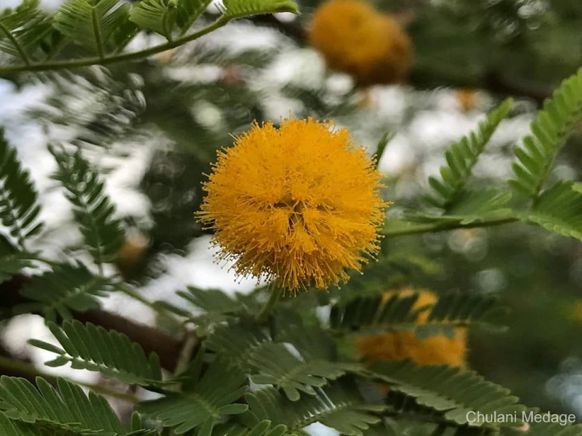 Vachellia farnesiana (L.) Wight & Arn.